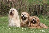 LHASSA APSO 297